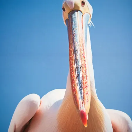 Viana Fishers House - Pool & ! * Viana do Castelo