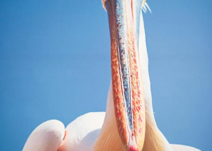 Viana Fishers House - Pool & ! * Виана-ду-Каштелу